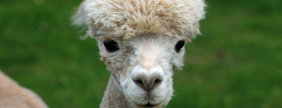 Alpaki z Proszówki