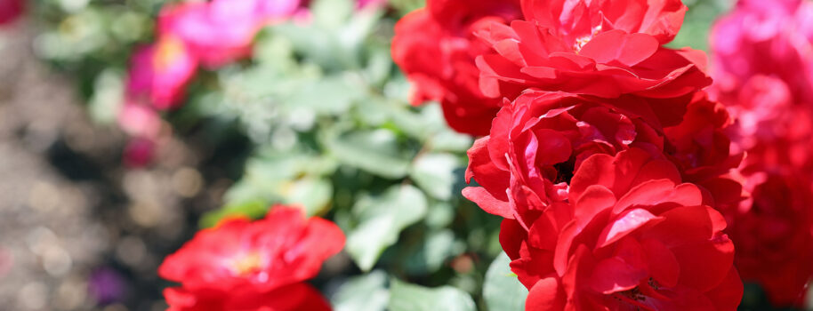 Ogród Różany w Forst